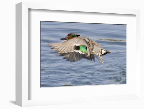 Male Green-Winged Teal Duck Takes Off-Hal Beral-Framed Photographic Print