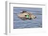 Male Green-Winged Teal Duck Takes Off-Hal Beral-Framed Photographic Print