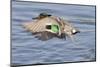 Male Green-Winged Teal Duck Takes Off-Hal Beral-Mounted Photographic Print