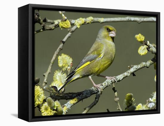 Male Greenfinch Amongst Pussy Willow Catkins, Hertfordshire, England, UK-Andy Sands-Framed Stretched Canvas