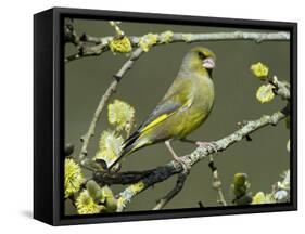 Male Greenfinch Amongst Pussy Willow Catkins, Hertfordshire, England, UK-Andy Sands-Framed Stretched Canvas