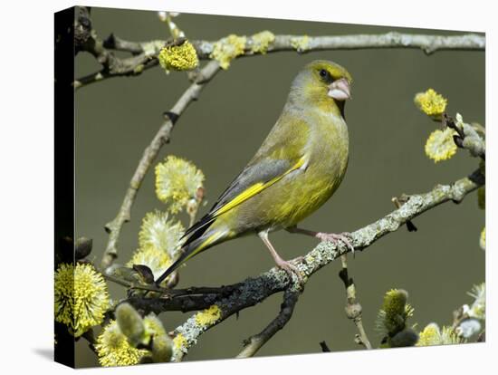 Male Greenfinch Amongst Pussy Willow Catkins, Hertfordshire, England, UK-Andy Sands-Stretched Canvas