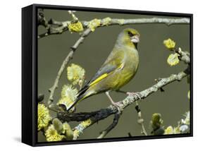 Male Greenfinch Amongst Pussy Willow Catkins, Hertfordshire, England, UK-Andy Sands-Framed Stretched Canvas