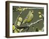 Male Greenfinch Amongst Pussy Willow Catkins, Hertfordshire, England, UK-Andy Sands-Framed Photographic Print