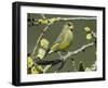 Male Greenfinch Amongst Pussy Willow Catkins, Hertfordshire, England, UK-Andy Sands-Framed Photographic Print