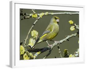 Male Greenfinch Amongst Pussy Willow Catkins, Hertfordshire, England, UK-Andy Sands-Framed Photographic Print