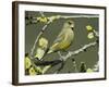 Male Greenfinch Amongst Pussy Willow Catkins, Hertfordshire, England, UK-Andy Sands-Framed Photographic Print