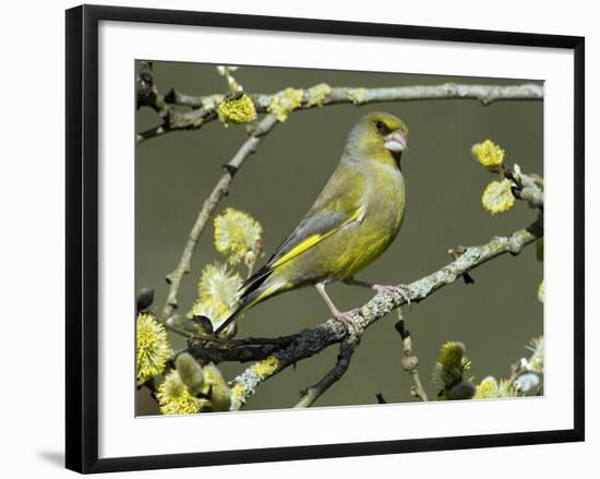 Male Greenfinch Amongst Pussy Willow Catkins, Hertfordshire, England, UK-Andy Sands-Framed Photographic Print