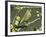 Male Greenfinch Amongst Pussy Willow Catkins, Hertfordshire, England, UK-Andy Sands-Framed Photographic Print