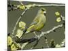 Male Greenfinch Amongst Pussy Willow Catkins, Hertfordshire, England, UK-Andy Sands-Mounted Photographic Print