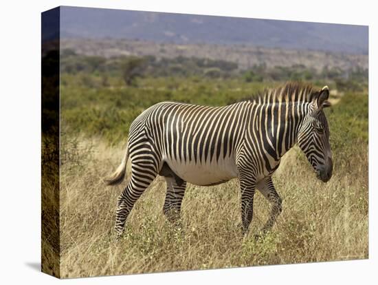 Male Grevy's Zebra (Equus Grevyi), Samburu Game Reserve, Kenya, East Africa, Africa-James Hager-Stretched Canvas