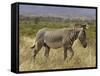 Male Grevy's Zebra (Equus Grevyi), Samburu Game Reserve, Kenya, East Africa, Africa-James Hager-Framed Stretched Canvas