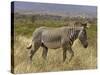 Male Grevy's Zebra (Equus Grevyi), Samburu Game Reserve, Kenya, East Africa, Africa-James Hager-Stretched Canvas