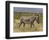 Male Grevy's Zebra (Equus Grevyi), Samburu Game Reserve, Kenya, East Africa, Africa-James Hager-Framed Photographic Print