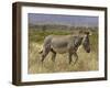 Male Grevy's Zebra (Equus Grevyi), Samburu Game Reserve, Kenya, East Africa, Africa-James Hager-Framed Photographic Print