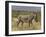 Male Grevy's Zebra (Equus Grevyi), Samburu Game Reserve, Kenya, East Africa, Africa-James Hager-Framed Photographic Print