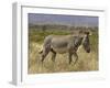 Male Grevy's Zebra (Equus Grevyi), Samburu Game Reserve, Kenya, East Africa, Africa-James Hager-Framed Photographic Print