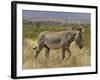 Male Grevy's Zebra (Equus Grevyi), Samburu Game Reserve, Kenya, East Africa, Africa-James Hager-Framed Photographic Print