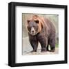 Male Grizzly Bear Ursos Arctos-null-Framed Art Print