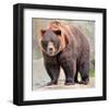 Male Grizzly Bear Ursos Arctos-null-Framed Art Print