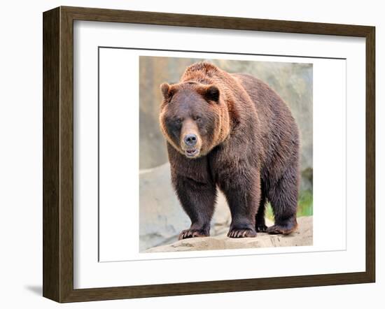 Male Grizzly Bear Ursos Arctos-null-Framed Art Print