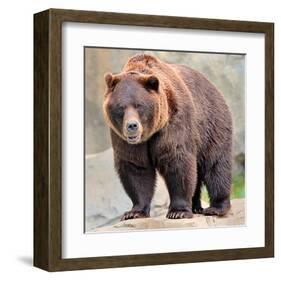 Male Grizzly Bear Ursos Arctos-null-Framed Art Print