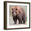 Male Grizzly Bear Ursos Arctos-null-Framed Art Print