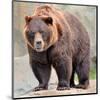 Male Grizzly Bear Ursos Arctos-null-Mounted Art Print