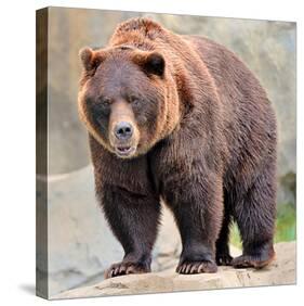 Male Grizzly Bear Ursos Arctos-null-Stretched Canvas