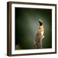 Male Ground Agama (Agama Aculeata) Sunbathing on Tree Stump - Kgalagadi Transfrontier Park (Fine Ar-Johan Swanepoel-Framed Photographic Print