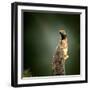 Male Ground Agama (Agama Aculeata) Sunbathing on Tree Stump - Kgalagadi Transfrontier Park (Fine Ar-Johan Swanepoel-Framed Photographic Print