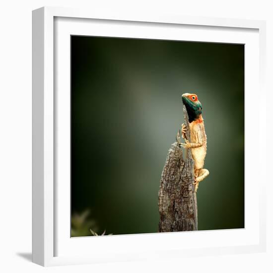 Male Ground Agama (Agama Aculeata) Sunbathing on Tree Stump - Kgalagadi Transfrontier Park (Fine Ar-Johan Swanepoel-Framed Photographic Print