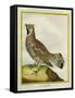 Male Grouse-Georges-Louis Buffon-Framed Stretched Canvas