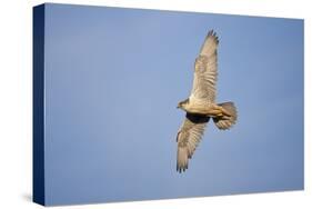 Male Gyrfalcon (Falco Rusticolus) in Flight, Myvatn, Thingeyjarsyslur, Iceland, June 2009-Bergmann-Stretched Canvas