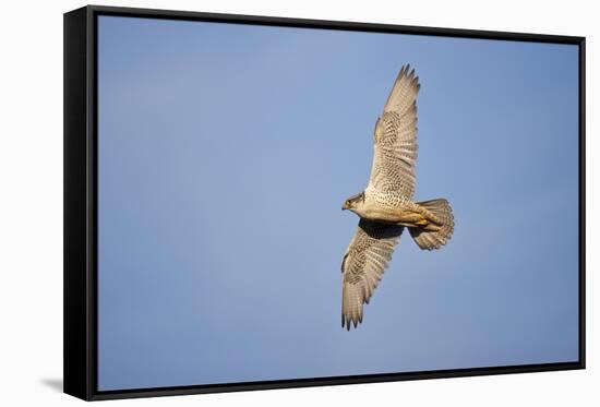 Male Gyrfalcon (Falco Rusticolus) in Flight, Myvatn, Thingeyjarsyslur, Iceland, June 2009-Bergmann-Framed Stretched Canvas