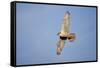 Male Gyrfalcon (Falco Rusticolus) in Flight, Myvatn, Thingeyjarsyslur, Iceland, June 2009-Bergmann-Framed Stretched Canvas