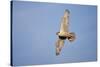 Male Gyrfalcon (Falco Rusticolus) in Flight, Myvatn, Thingeyjarsyslur, Iceland, June 2009-Bergmann-Stretched Canvas