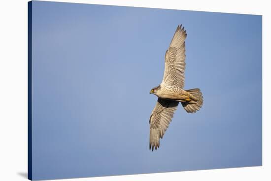 Male Gyrfalcon (Falco Rusticolus) in Flight, Myvatn, Thingeyjarsyslur, Iceland, June 2009-Bergmann-Stretched Canvas