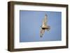 Male Gyrfalcon (Falco Rusticolus) in Flight, Myvatn, Thingeyjarsyslur, Iceland, June 2009-Bergmann-Framed Photographic Print