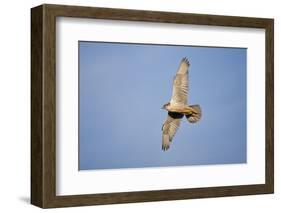 Male Gyrfalcon (Falco Rusticolus) in Flight, Myvatn, Thingeyjarsyslur, Iceland, June 2009-Bergmann-Framed Photographic Print