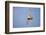 Male Gyrfalcon (Falco Rusticolus) in Flight, Myvatn, Thingeyjarsyslur, Iceland, June 2009-Bergmann-Framed Photographic Print