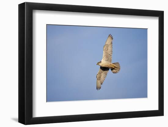 Male Gyrfalcon (Falco Rusticolus) in Flight, Myvatn, Thingeyjarsyslur, Iceland, June 2009-Bergmann-Framed Photographic Print