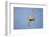 Male Gyrfalcon (Falco Rusticolus) in Flight, Myvatn, Thingeyjarsyslur, Iceland, June 2009-Bergmann-Framed Photographic Print