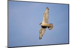 Male Gyrfalcon (Falco Rusticolus) in Flight, Myvatn, Thingeyjarsyslur, Iceland, June 2009-Bergmann-Mounted Photographic Print