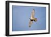 Male Gyrfalcon (Falco Rusticolus) in Flight, Myvatn, Thingeyjarsyslur, Iceland, June 2009-Bergmann-Framed Photographic Print