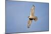 Male Gyrfalcon (Falco Rusticolus) in Flight, Myvatn, Thingeyjarsyslur, Iceland, June 2009-Bergmann-Mounted Photographic Print