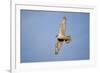 Male Gyrfalcon (Falco Rusticolus) in Flight, Myvatn, Thingeyjarsyslur, Iceland, June 2009-Bergmann-Framed Photographic Print