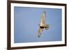 Male Gyrfalcon (Falco Rusticolus) in Flight, Myvatn, Thingeyjarsyslur, Iceland, June 2009-Bergmann-Framed Photographic Print