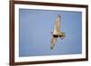 Male Gyrfalcon (Falco Rusticolus) in Flight, Myvatn, Thingeyjarsyslur, Iceland, June 2009-Bergmann-Framed Photographic Print