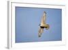 Male Gyrfalcon (Falco Rusticolus) in Flight, Myvatn, Thingeyjarsyslur, Iceland, June 2009-Bergmann-Framed Photographic Print